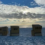 Strandflieder Sylt Archsum