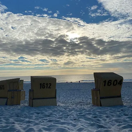 Strandflieder Sylt ארכסום